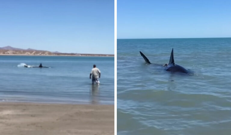 Un uomo trova un enorme squalo bianco sulla riva della spiaggia e si lancia senza pensare Un uomo trova un enorme squalo bianco sulla riva della spiaggia e si lancia senza pensare