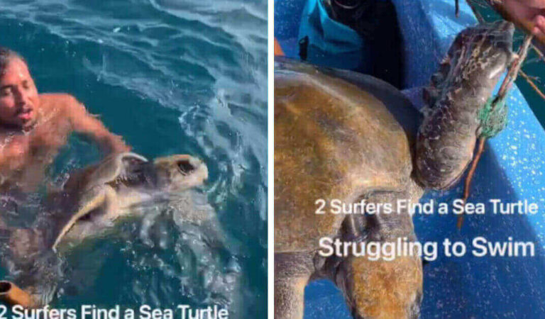 I surfisti ricevono le congratulazioni da migliaia di utenti dopo aver aiutato una tartaruga in mezzo al mare I surfisti ricevono le congratulazioni da migliaia di utenti dopo aver aiutato una tartaruga in mezzo al mare