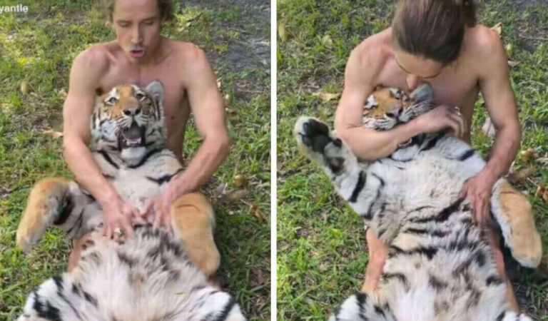 L’uomo solletica il ventre di un’enorme tigre; la straordinaria reazione dell’animale diventa virale L’uomo solletica il ventre di un’enorme tigre; la straordinaria reazione dell’animale diventa virale