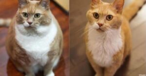 13 gatti prima e dopo la dieta. Non sono andati a Vite al limite ma il risultato è uguale!