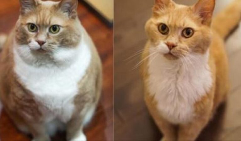 13 gatti prima e dopo la dieta. Non sono andati a Vite al limite ma il risultato è uguale! 13 gatti prima e dopo la dieta. Non sono andati a Vite al limite ma il risultato è uguale!
