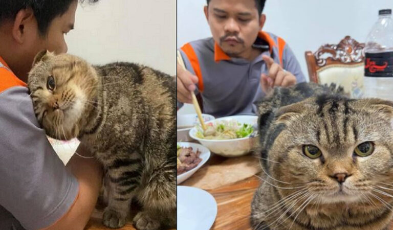 La moglie documenta in modo esilarante come il gatto si è appropriato del marito. (11 Foto) La moglie documenta in modo esilarante come il gatto si è appropriato del marito. (11 Foto)