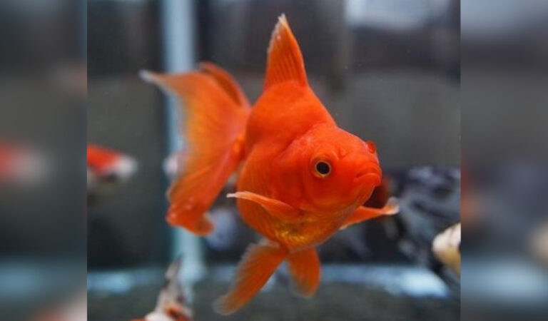 Perchè non bisogna mai “liberare” un pesce rosso in un fiume o in un lago? Perchè non bisogna mai “liberare” un pesce rosso in un fiume o in un lago?