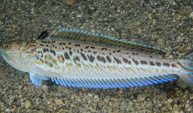 Puntura di tracina o pesce ragno: cosa fare e cosa non fare se accade Puntura di tracina o pesce ragno: cosa fare e cosa non fare se accade