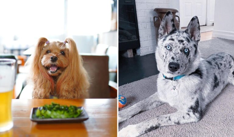 18 teneri cani meticci che hanno preso tutto il meglio dal mix dei loro genitori 18 teneri cani meticci che hanno preso tutto il meglio dal mix dei loro genitori