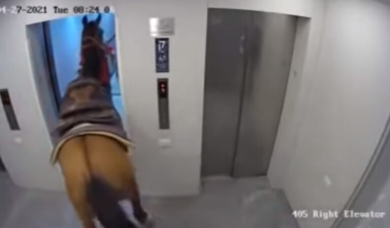 Cavallo sale in ascensore al sesto piano di un palazzo tra lo stupore di tutti