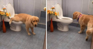 Il Golden Retriever ha imparato ad usare il bagno ed il video è diventato virale