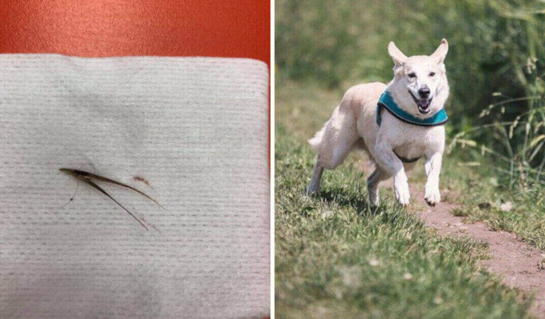 Un veterinario dà consigli sulle spighette e sull’erbetta, vere piaghe per i cani Un veterinario dà consigli sulle spighette e sull’erbetta, vere piaghe per i cani