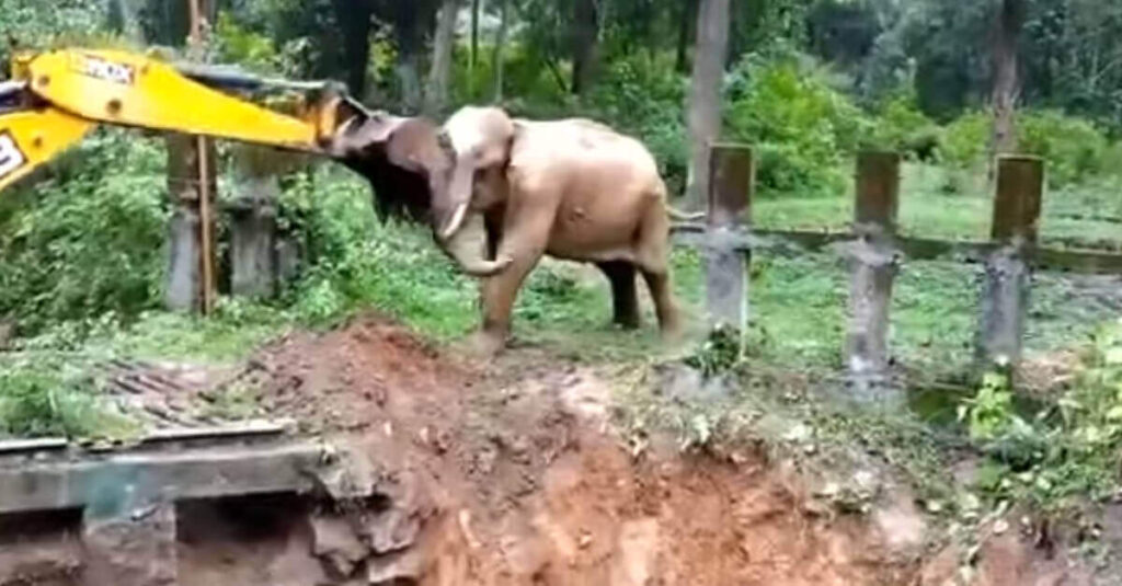 La reazione di un elefante dopo essere stato salvato da un bulldozer