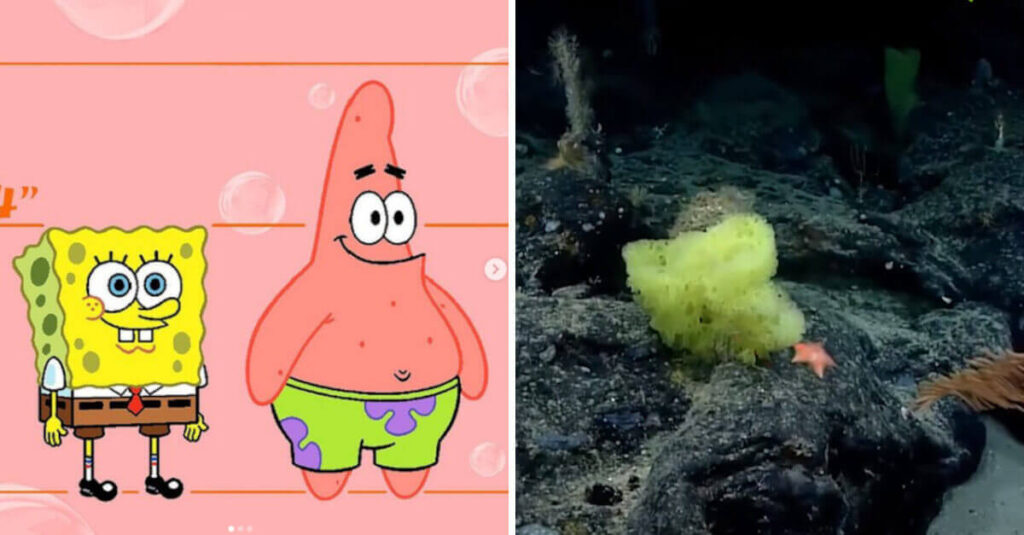 Gli scienziati hanno registrato una versione reale di SpongeBob e Patrick sulle coste degli Stati Uniti (VIDEO)