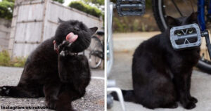 Fotografo giapponese mostra il modo di essere dei gatti di strada in 16 eccezionali foto