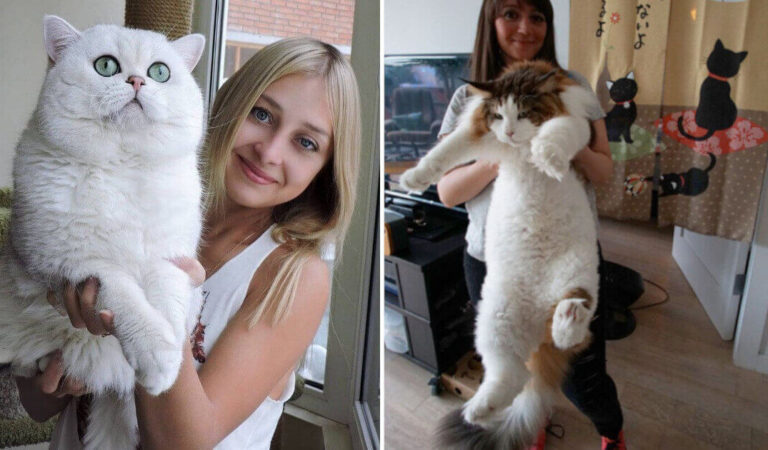 15 gatti grandi, belli e soffici il cui splendore può essere visto da lontano 15 gatti grandi, belli e soffici il cui splendore può essere visto da lontano
