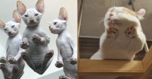 Punti di vista insoliti: 21 Foto esilaranti di gatti su tavoli di vetro