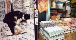 Questo account Twitter raccoglie foto di gatti che sembrano i boss del negozio: 20 immagini