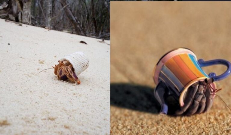 Divertenti o inquietanti: 15 crostacei che hanno ricavato i loro gusci dalla spazzatura Divertenti o inquietanti: 15 crostacei che hanno ricavato i loro gusci dalla spazzatura