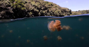 Fotografo subacqueo cattura immagini fantastiche di tantissime meduse che galleggiano in un lago in Oceania