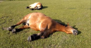 L’uomo non riesce a smettere di ridere mentre si avvicina e ascolta i cavalli che dormono in giardino