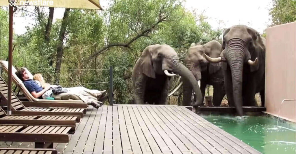 Tre elefanti bevono in piscina senza rendersi conto di non essere soli