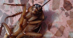 Sei trucchi per evitare gli scarafaggi in casa