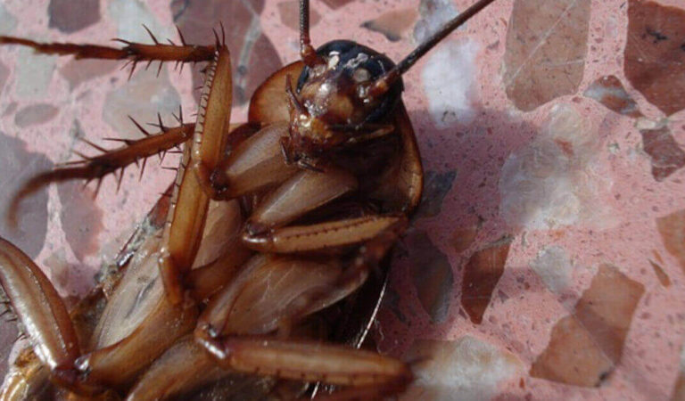 Sei trucchi per evitare gli scarafaggi in casa Sei trucchi per evitare gli scarafaggi in casa
