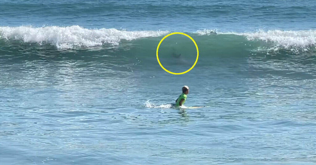 La telecamera riprende come un bambino di 11 anni è sfuggito all’attacco di uno squalo in Florida