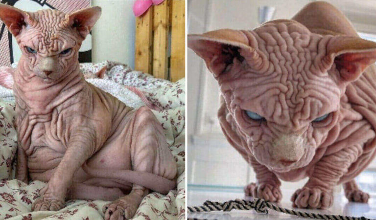 Questo Sphynx sembra “arrabbiato” e molto “irritabile” ma è molto dolce e gentile. Questo Sphynx sembra “arrabbiato” e molto “irritabile” ma è molto dolce e gentile.