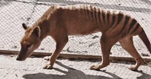 Recuperano un video del 1933 dell’ultima tigre della Tasmania, finalmente possiamo vederla a colori