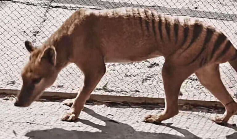 Recuperano un video del 1933 dell’ultima tigre della Tasmania, finalmente possiamo vederla a colori Recuperano un video del 1933 dell’ultima tigre della Tasmania, finalmente possiamo vederla a colori