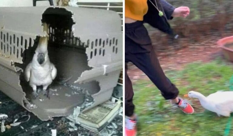 Pennuti stravaganti: 12 volatili che hanno sorpreso per i loro comportamenti strani. Pennuti stravaganti: 12 volatili che hanno sorpreso per i loro comportamenti strani.