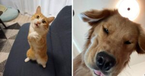 16 foto di cani e gatti che cercano attenzioni