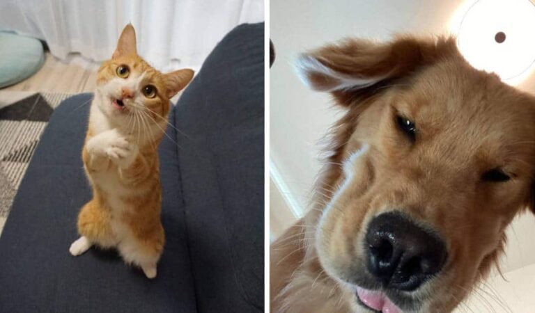 16 foto di cani e gatti che cercano attenzioni 16 foto di cani e gatti che cercano attenzioni