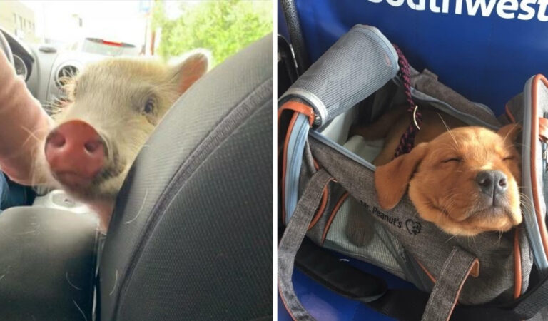 16 animali domestici che sono stati compagni di viaggio piacevoli per viaggi indimenticabili 16 animali domestici che sono stati compagni di viaggio piacevoli per viaggi indimenticabili