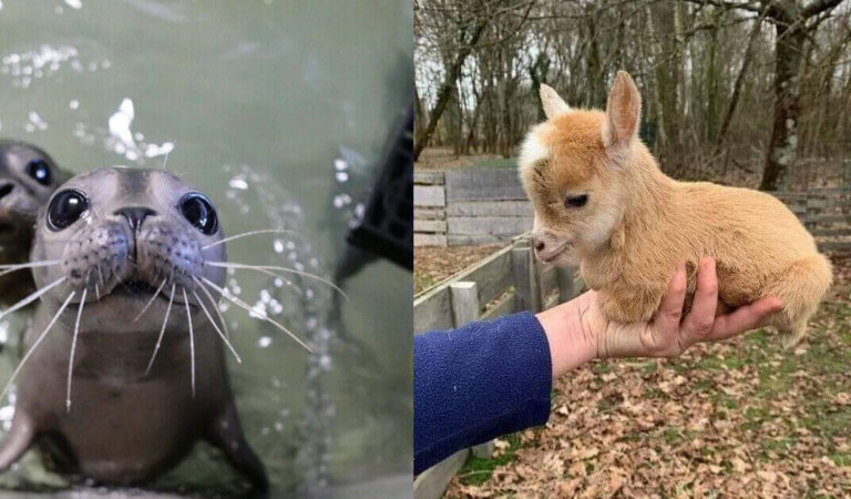 22 simpatici animaletti che hanno un effetto positivo in chi li guarda 22 simpatici animaletti che hanno un effetto positivo in chi li guarda