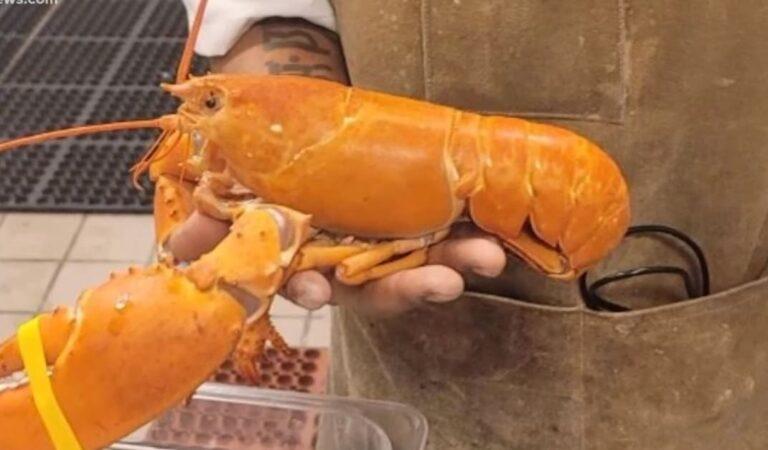 Un’aragosta si salva dalla cottura in un ristorante americano grazie al suo straordinario colore arancione