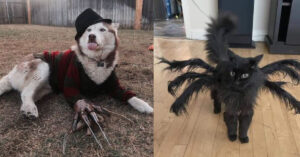 14 proprietari che hanno travestito i loro animali domestici con costumi per Halloween