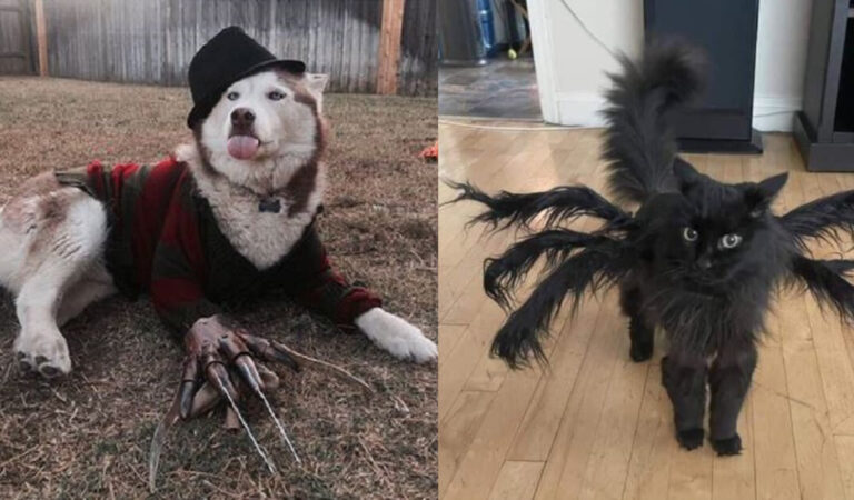 16 proprietari che hanno travestito i loro animali domestici con costumi per Halloween 16 proprietari che hanno travestito i loro animali domestici con costumi per Halloween