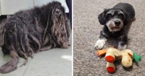 La fantastica trasformazione di questo cane salvato da un’associazione che riusciva a malapena a camminare
