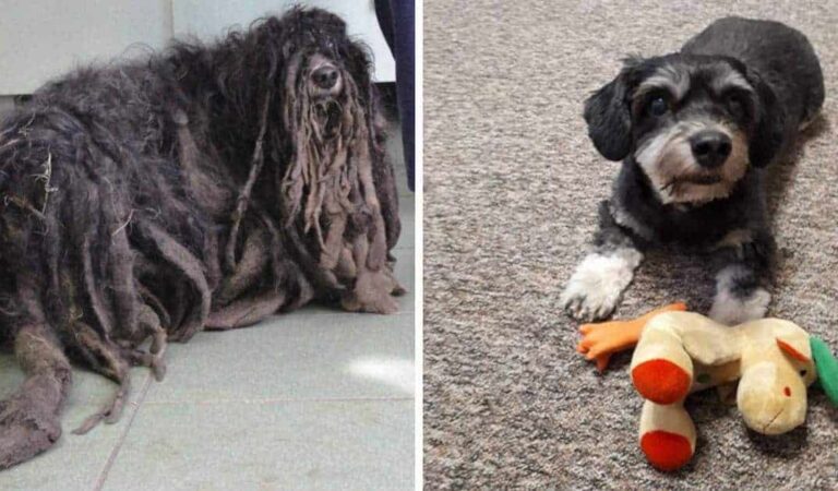 La fantastica trasformazione di questo cane salvato da un’associazione che riusciva a malapena a camminare La fantastica trasformazione di questo cane salvato da un’associazione che riusciva a malapena a camminare