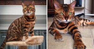 Un gatto del Bengala di nome Thor sembra un incrocio tra un leopardo e una tigre