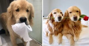 19 prove che dimostrano che i Golden Retriever sono i cani migliori
