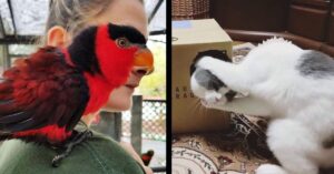 Che precisione! 15 Foto scattate nell’instante perfetto