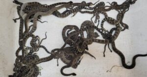 FOTO: Quasi 90 serpenti a sonagli scoperti sotto la casa di una donna negli USA