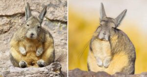 Questa è la vizcacha, l’animale che sembra sempre sul punto di addormentarsi