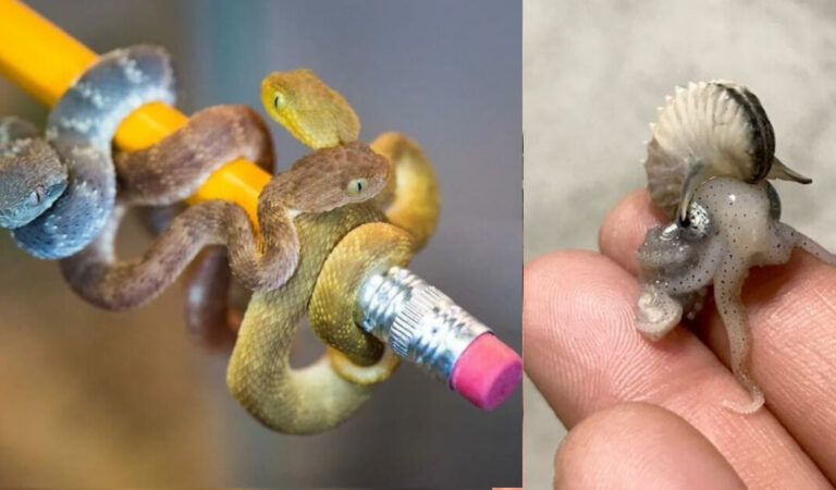 17 animali più unici che rari che abitano il nostro pianeta e che non è facile vedere 17 animali più unici che rari che abitano il nostro pianeta e che non è facile vedere
