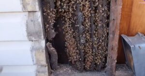 Scoprono un terrificante alveare di api di quattro metri costruito sotto una casa