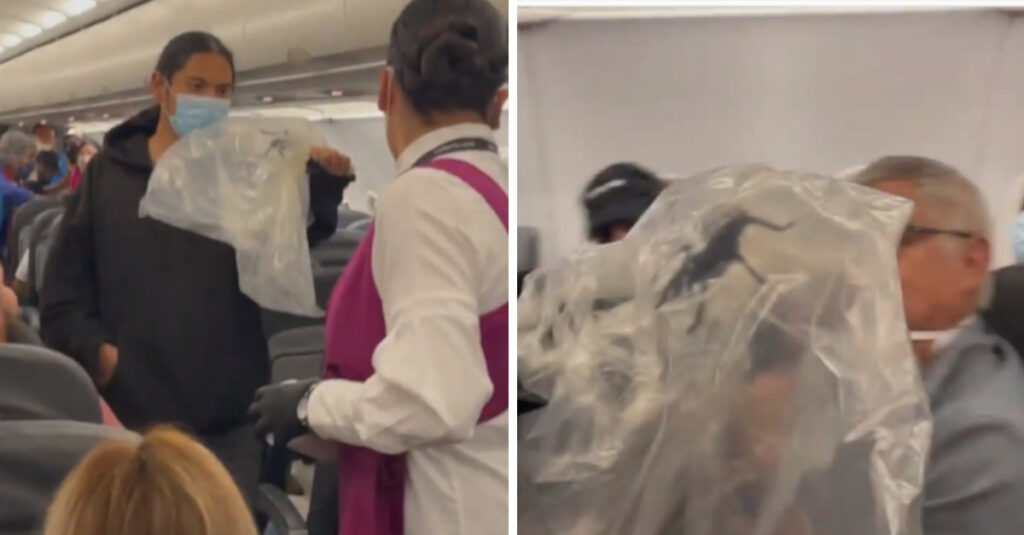 Catturano una tarantola gigante in un aereo in volo pieno di passeggeri