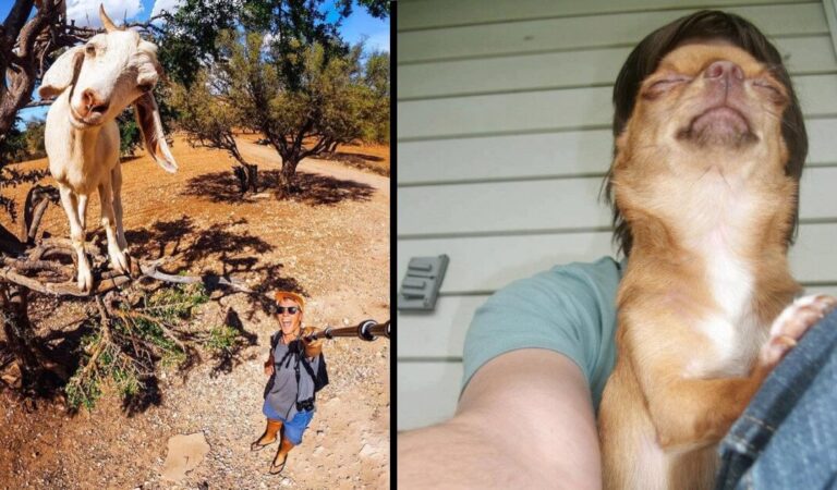 Che professionisti! 18 Selfie tra i più belli mai scattati e visti. Che professionisti! 18 Selfie tra i più belli mai scattati e visti.