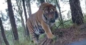 La tigre del Bengala scappa da una proprietà privata in Messico e spaventa i vicini