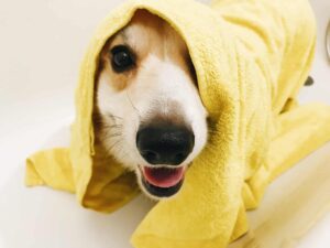 Come rimuovere il cattivo odore dal mio cane senza lavarlo?