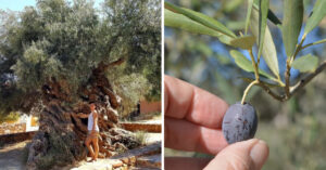 Questo olivo ha più di 3000 anni e continua a produrre olive